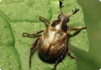 Image of Beetles