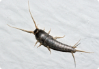 Image of Silverfish