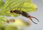 Image of Earwigs