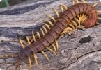 Image of Centipede