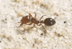 Image of Ants