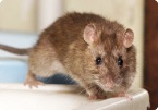 Image of Rodents