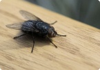 Image of Flies