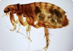 Image of Fleas