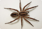 Image of Spider